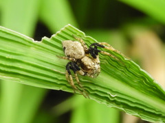 Hamataliwa kulczynskii