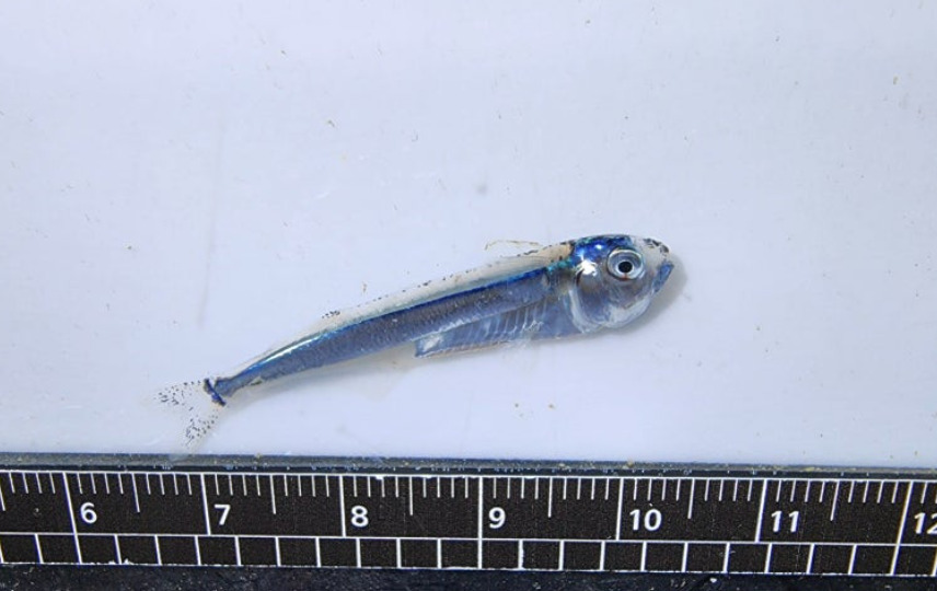 Branding-sardien (Iso flosmaris) — Isonidae