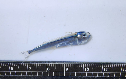 Surf sardine (Iso flosmaris) — Isonidae