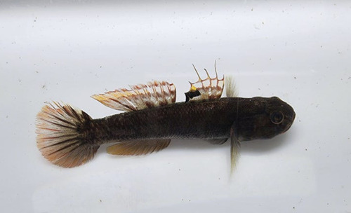 Abes grondel (Mugilogobius abei) — Gobiidae — 4
