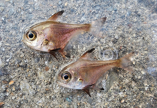 Japanese sweeper (Pempheris japonica) — Pempheridae