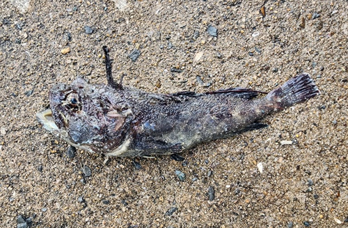 Sea raven (Hemitripterus villosus) — Hemitripteridae — 3