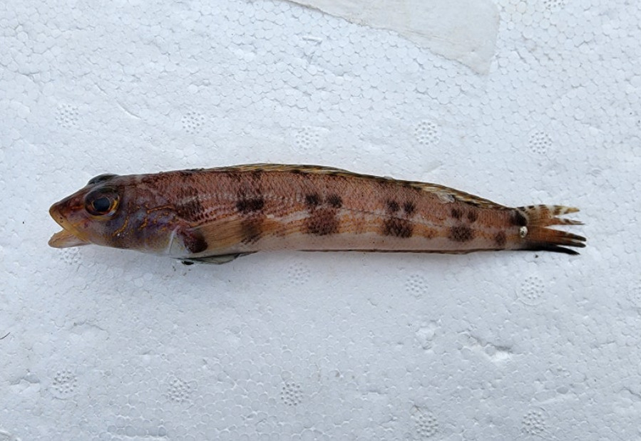 Grub fish (Parapercis sexfasciata) — Pinguipedidae