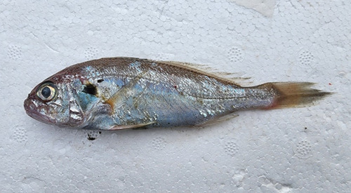 Silver croaker (Pennahia argentata) — Sciaenidae — 2
