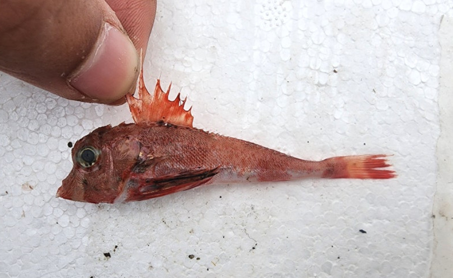 Redbanded searobin (Lepidotrigla guentheri) — Triglidae
