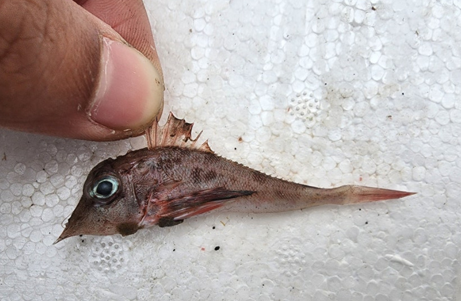 Vorksnuit-zeehaan (Lepidotrigla alata) — Triglidae