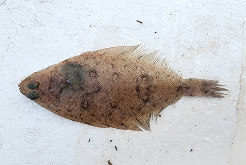 Roundnose flounder (Eopsetta grigorjewi) — Pleuronectidae