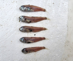 Skinnycheek Lanternfish photo 3