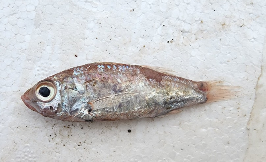 Japanse gloeibuikvis (Acropoma japonicum) — Acropomatidae