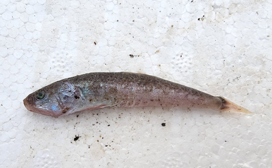 Blackfin Gaper