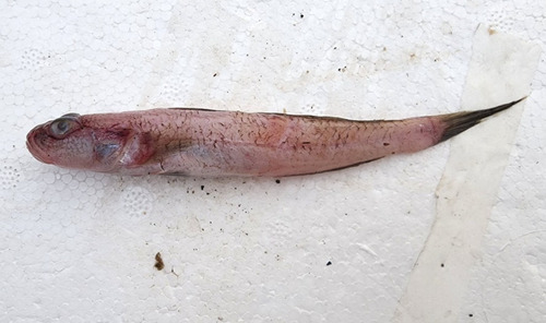 Pinkgray goby (Amblychaeturichthys hexanema) — Gobiidae — 2