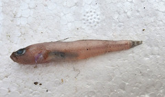 Spottysail Goby photo 1