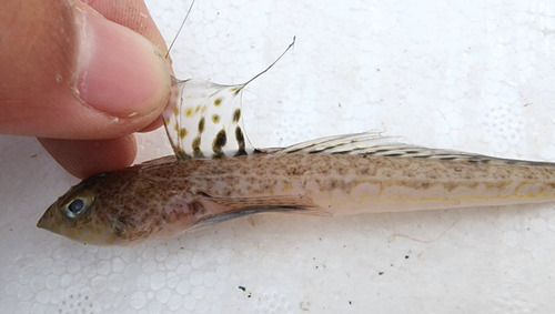 Valenciennes's dragonet (Callionymus valenciennei) — Callionymidae