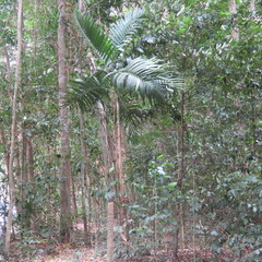 Ptychosperma elegans