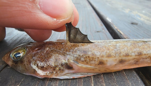 Moon dragonet (Callionymus lunatus) — Callionymidae