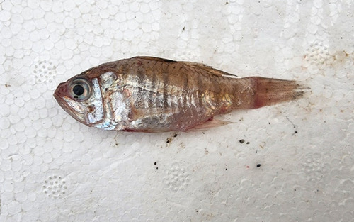 Cardinal fish (Jaydia lineata) — Apogonidae — 2