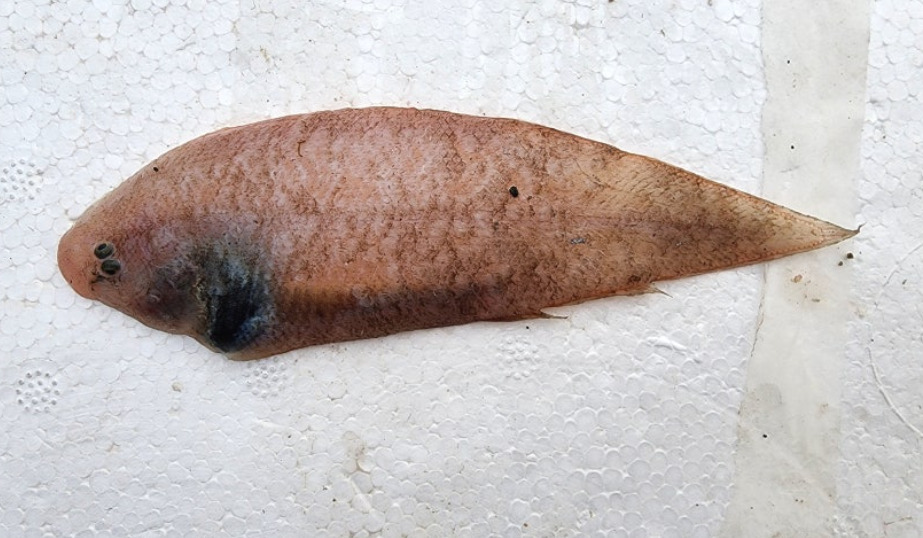 Genatag tonguefish (Cynoglossus interruptus) — Cynoglossidae