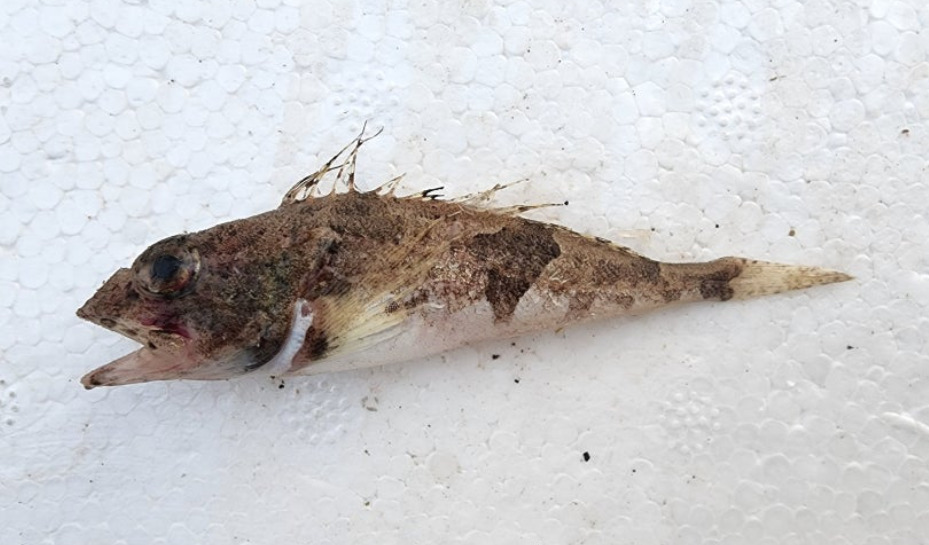 Pine sculpin (Ricuzenius pinetorum) — Cottidae