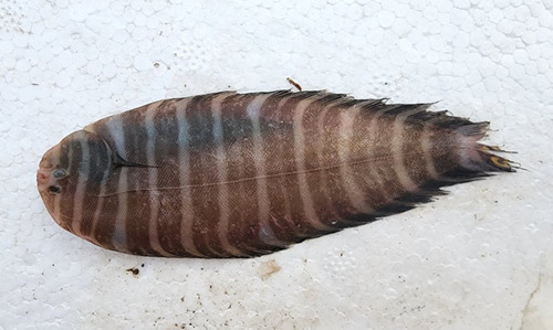 Zebra-tongschar (Zebrias zebrinus) — Soleidae — 3