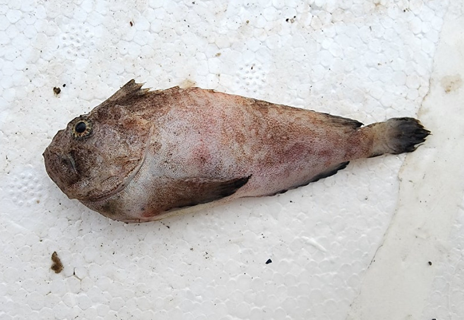 Spotted velvetfish (Erisphex pottii) — Aploactinidae