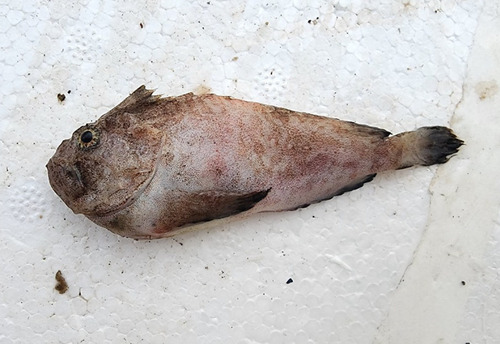 Spotted velvetfish (Erisphex pottii) — Aploactinidae