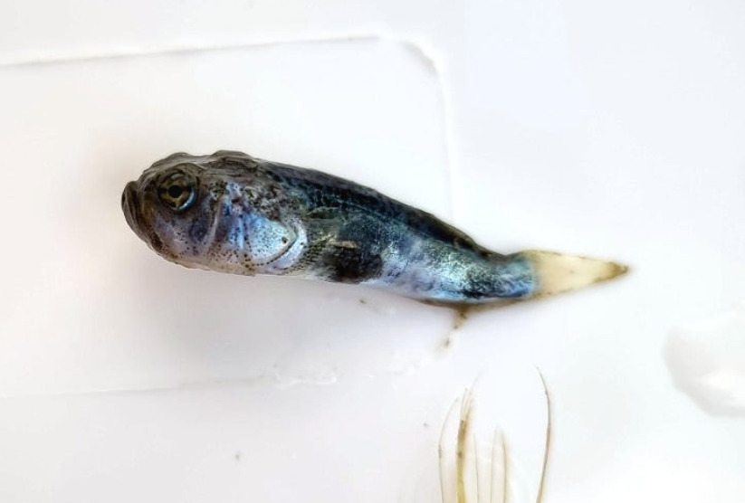 Bluespotted stargazer (Xenocephalus elongatus) — Uranoscopidae