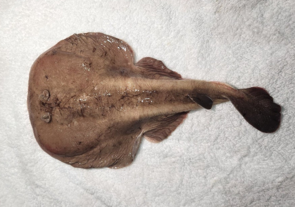 Japanese sleeper ray (Narke japonica) — Narkidae