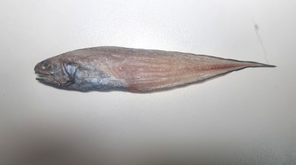 Whitespotted Brotula