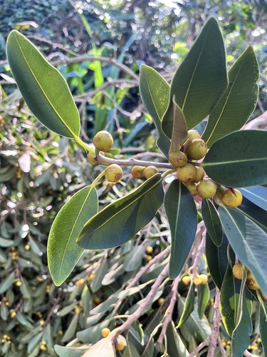 Ficus rubiginosa observed 2025-10-23