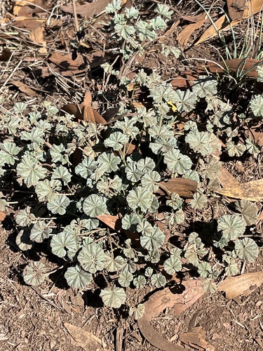 Malva neglecta observed 2025-10-24