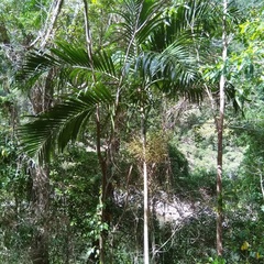 Ptychosperma elegans