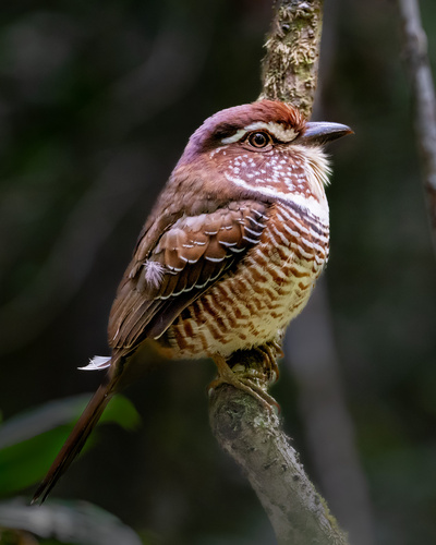 iNaturalist image