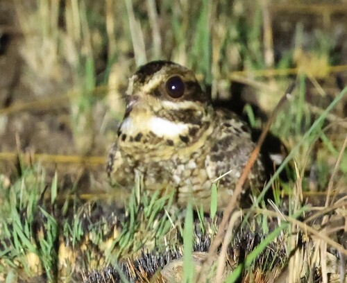 Swamp Nightjar