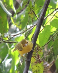 Vireo hypochryseus
