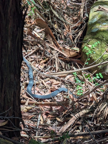 Red-bellied Black Snake sighting