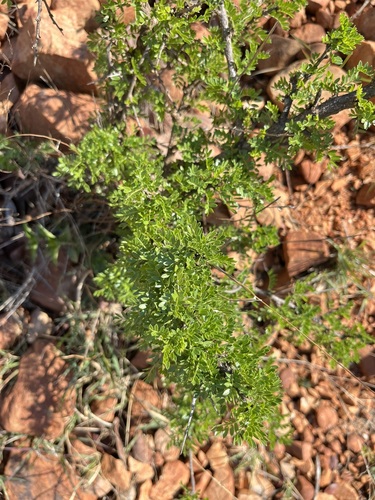 Caterpillar Bush (Ormocarpum trichocarpum)