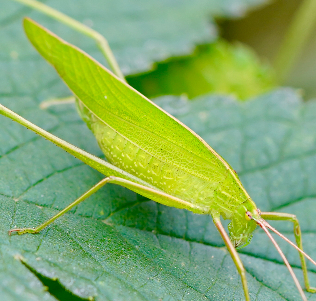 Pectinated Bushcrickets