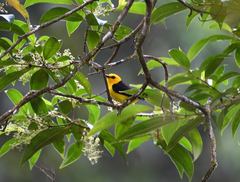 Chrysothlypis chrysomelas