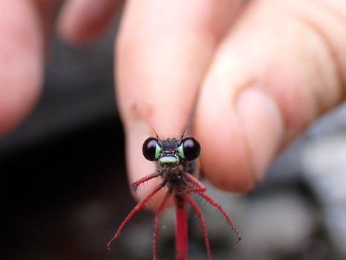 Megalagrion blackburni observed 2025-10-28