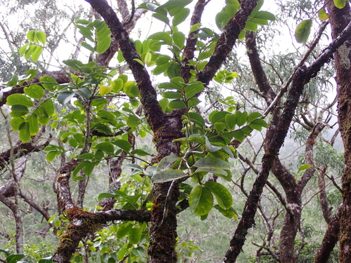Polyscias oahuensis observed 2025-10-28
