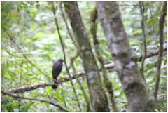 Micrastur ruficollis