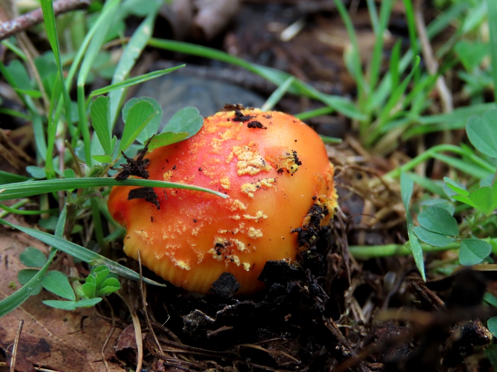 Amanita xanthocephala · October 2025 · photo: © cygnet (iNaturalist, cc-by)