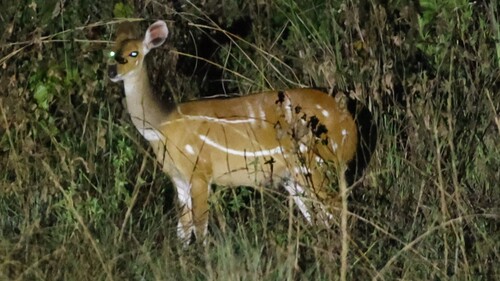 Tragelaphus scriptus phaleratus