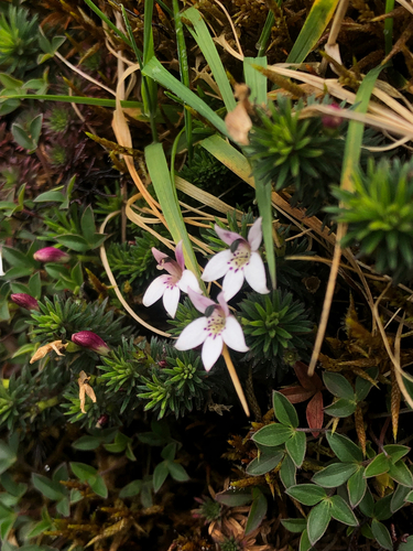 Lysipomia lehmannii