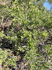 Vangueria parvifolia, photograph author not stated, no rights reserved