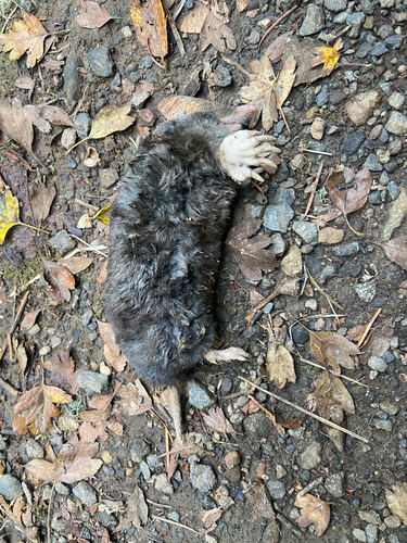 Townsend's Mole observed by juliathompson6