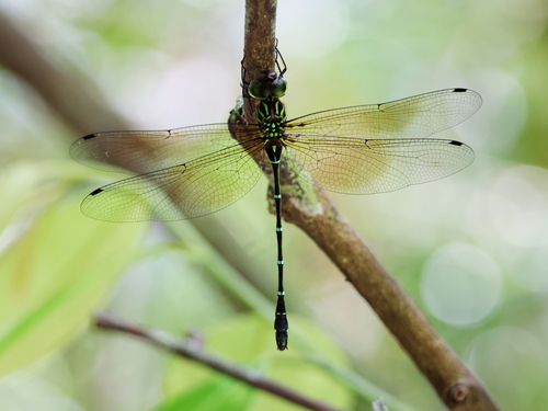 Australian Green-striped Darner photo 3