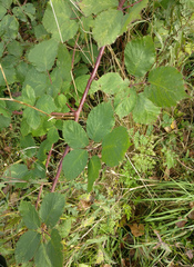 Rubus armeniacus