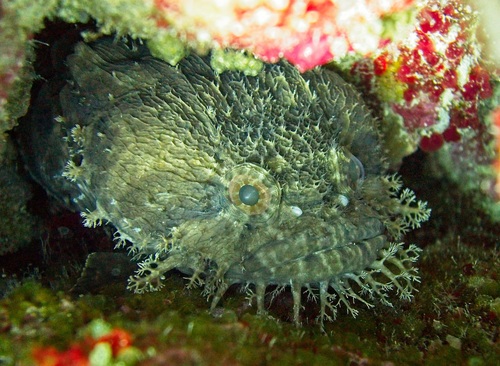 Sanopus johnsoni