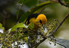 Chrysothlypis chrysomelas